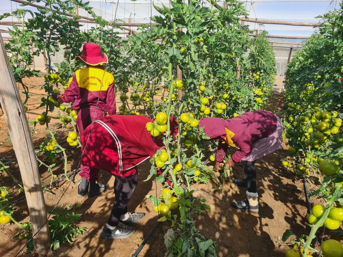 20250730_084953 Fels Estate Primary School: A Greenhouse Bringing Growth and Hope