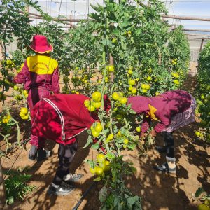 20250730_084953 Fels Estate Primary School: A Greenhouse Bringing Growth and Hope