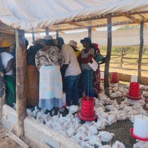 Community participation is important as it ensures projects are done right Raising Hope: Poultry Project Transforms Thuthukani Group in Umguza