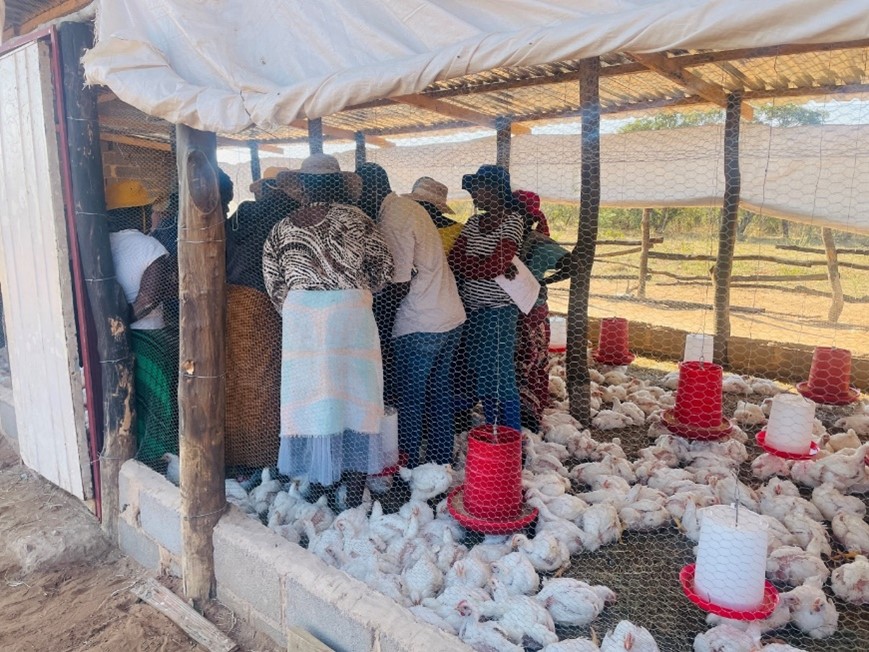 Community participation is important as it ensures projects are done right Raising Hope: Poultry Project Transforms Thuthukani Group in Umguza